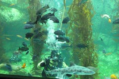 2014 Birch Aquarium Comic-Con Dive Show