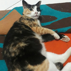 My girl, Kiri, chillin’ after she dropped a glass of water and I... - The Caturday