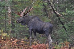 October Moose
