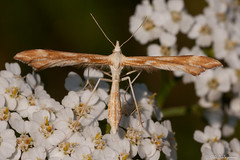 Lepidoptera: Pterophoridae of Finland