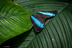 Butterfly Conservatory - Niagara Falls, Ontario