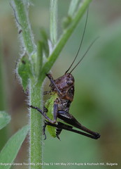 Balkan Orthoptera 