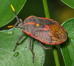 Dinidorid Bugs (Dinidoridae)