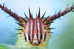 Caterpillars (Tanzania)