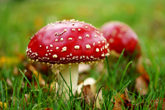 mushroom and fungi