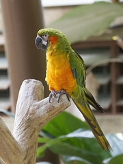 Macaw - 07
