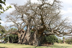 Baobab - Affenbrotbaum