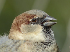 Sparrows -Spatzen