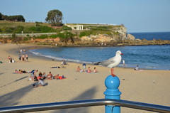 Coogee and Maroubra, NSW