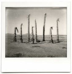 eight dead palms. mojave desert, ca. 2014.