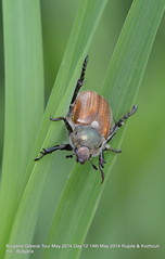 Balkan Coleoptera