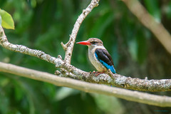 Tanzania 2017 - Birds