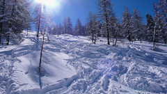 Zjazd lasem od schroniska Rif. F. Chabod 2750m. po opadach śniegu.