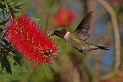 Ruby-throated Hummingbird - Archilochus colubris - Rubinkehlkolibri