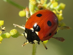 Ladybirds - Coccinellidae