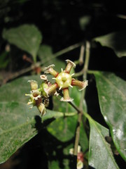Sakleshpur flora