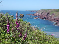 from St David's, Pembrokeshire