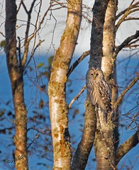 Ural owl in Ohtakari