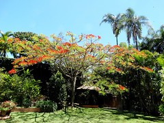 My garden Bragança
