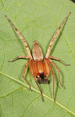 Anyphaenidae (Ghost Spiders)