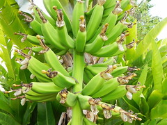 Musaceae