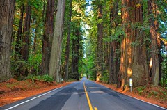 Redwoods 2014
