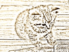 Cute New Kitten Pencil Sketch Sepia 007