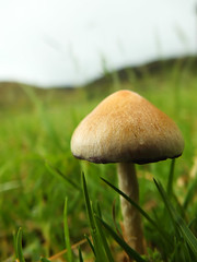 Fungi and Mushrooms 