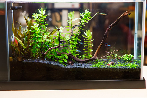 aquarium plants fully transitioned from emerged to immersed