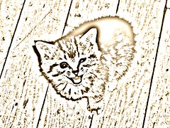 Cute New Kitten Pencil Sketch Sepia 008