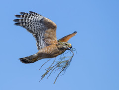 Red Shouldered Hawk -Buteo lineatus_