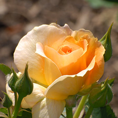 Schenectady Rose Garden 6-15-2013A