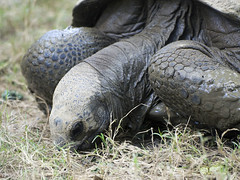 Memphis Zoo 08-31-2016 - Aldabra Giant Tortoise 6