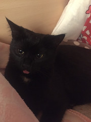 This is Kiara and her tongue does not like to be contained - The Caturday