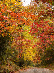 Fall foliage in the Pisgah National Forest - 2014