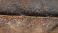 Sminthurinus reticulatus (Kugelspringer) Collembola