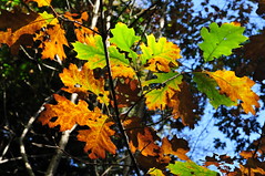 Autumn leaves in Huelgoat forest