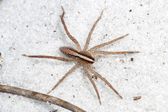 Lycosidae (Wolf Spiders)