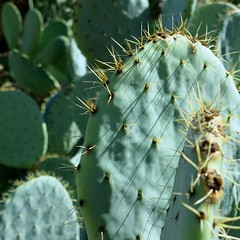 Cacti/Succulents