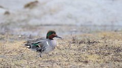 Sarcelle d'hiver / Green-winged Teal (mâle)