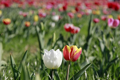 Tulipani a MIlano