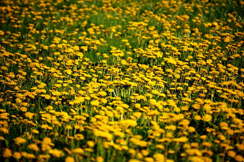 grass yellow nikon dandelion vignette dandelions d40 jeremystockwellpix nikond40