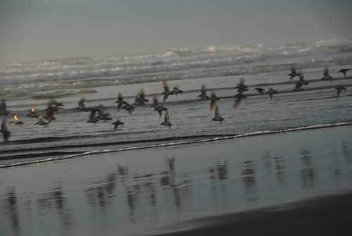 summer beach birds washington nikon flock longbeach 18200mmf3556gifed nikond80