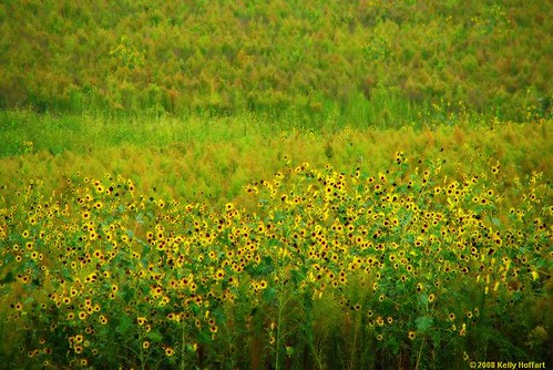flower green field yellow nebraska sunflower impressionism impressionist fineartphotography hickman kellyhoffart hickmannebraska