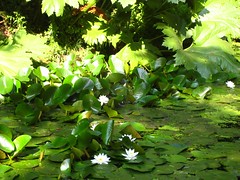 Waterlily pond 