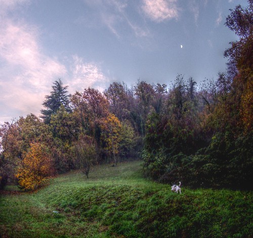 autumn sunset dog moon lumix topshots fz18 qualitypixels