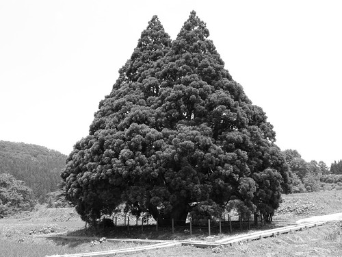 landscape totoro 山形 bwtest トトロの木 yamagaata 小杉の大杉 totorostree treeoftotoro
