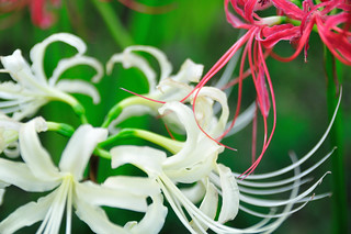 Spider lily_35