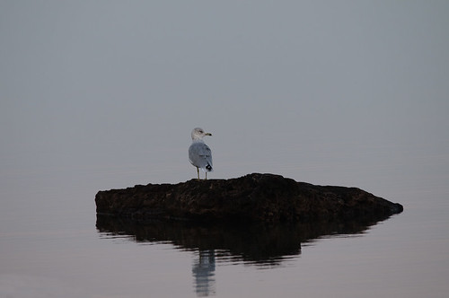 sunset lake island islands still rocks michigan seagull huron drummond