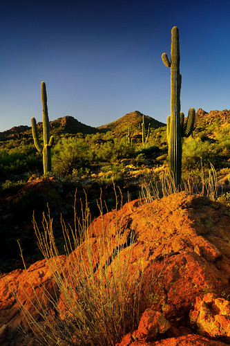 arizona cactus sunrise nikon sonorandesert superstitionmountains 1735mm28 queenvalley focallength35mm d700 tomstoncel